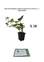 Pack de 50 hiedras verdes1
